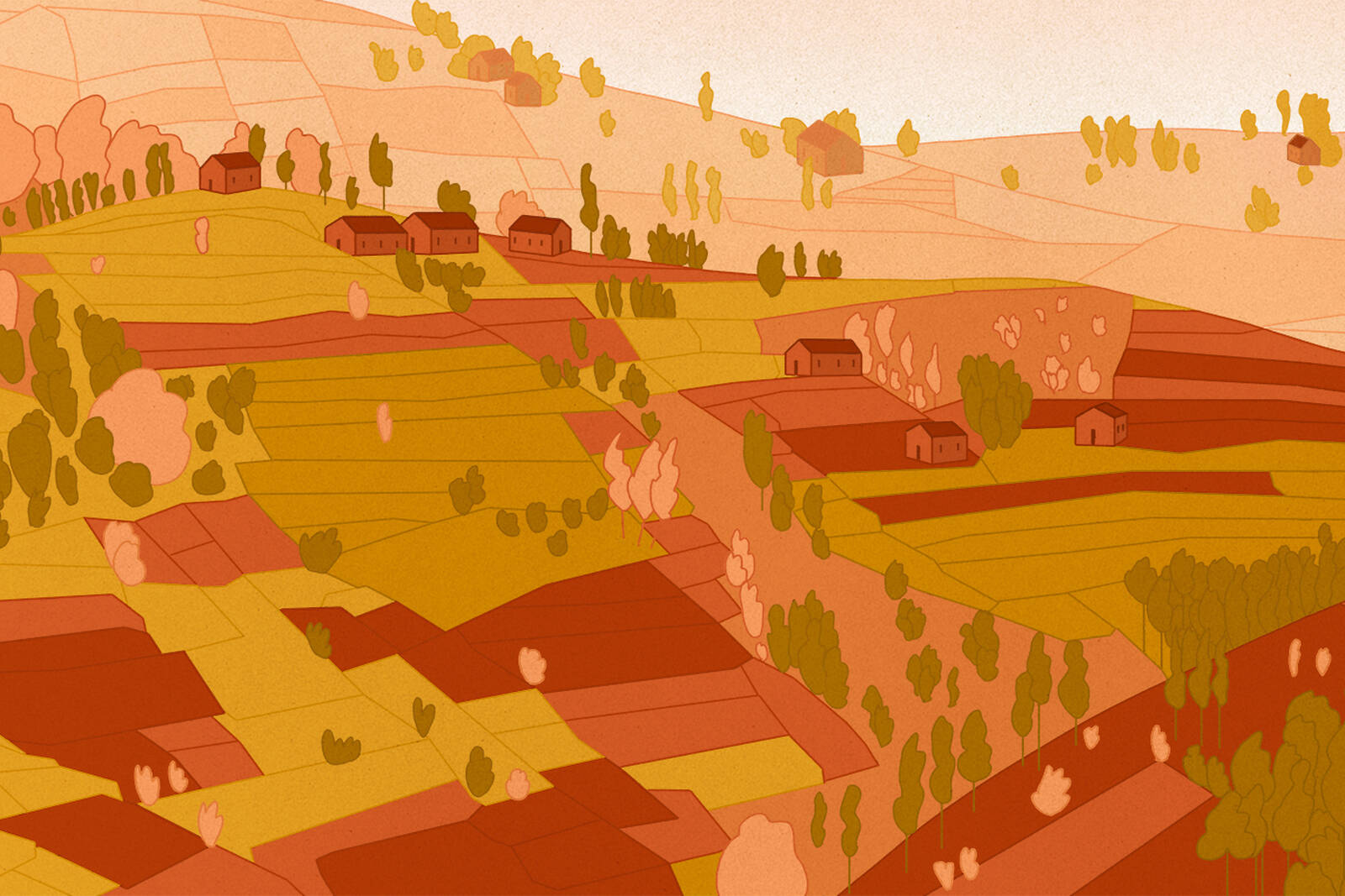 coffee plantations on a hillside